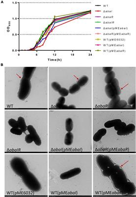 The abaI/abaR Quorum Sensing System Effects on Pathogenicity in Acinetobacter baumannii